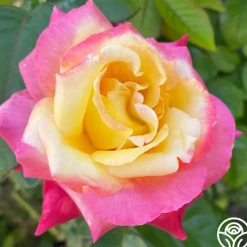 Enchanted Peace™><noscript><img width=