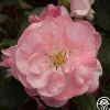 English Miss>Heirloom Roses