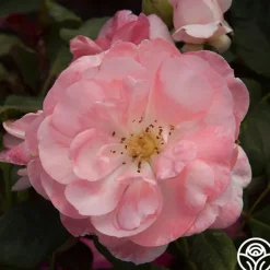 English Miss>Heirloom Roses