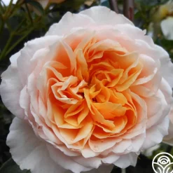English Roses Collection><noscript><img width=
