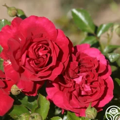 English Roses Collection><noscript><img width=