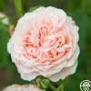 English Sachet™>Heirloom Roses
