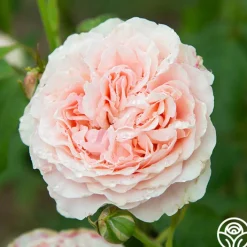 English Sachet™>Heirloom Roses