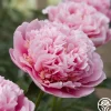 Etched Salmon>Heirloom Roses
