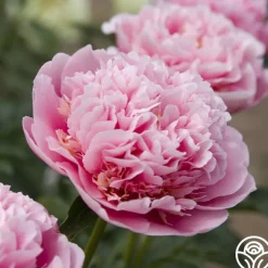 Etched Salmon>Heirloom Roses