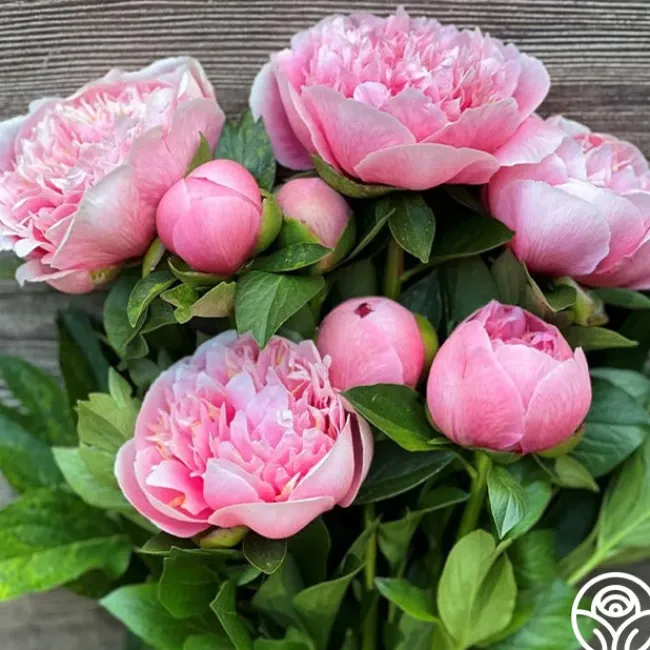 Etched Salmon>Heirloom Roses