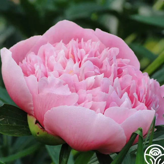 Etched Salmon>Heirloom Roses