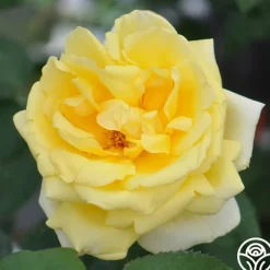 Eternal Flame™><noscript><img width=