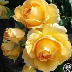 Eureka™>Heirloom Roses New