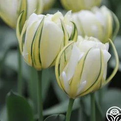 Exotic Emperor>Heirloom Roses Online