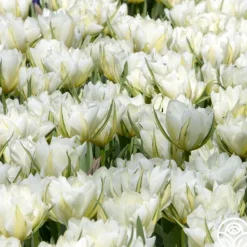 Exotic Emperor>Heirloom Roses Online