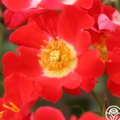 Eyepaint®>Heirloom Roses Discount