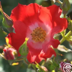 Eyepaint®><noscript><img width=