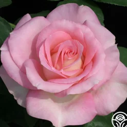 Falling In Love™>Heirloom Roses Best