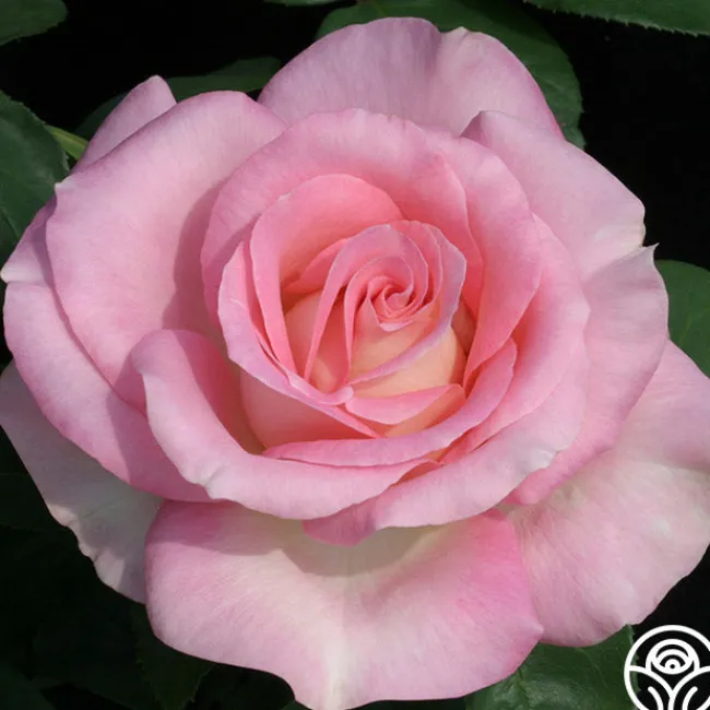 Falling In Love™>Heirloom Roses Best