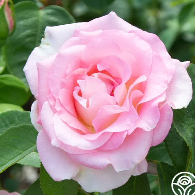 Falling In Love™>Heirloom Roses Best
