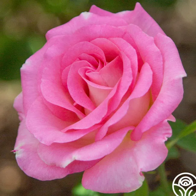 Falling In Love™>Heirloom Roses Best