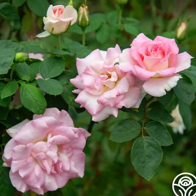 Falling In Love™>Heirloom Roses Best