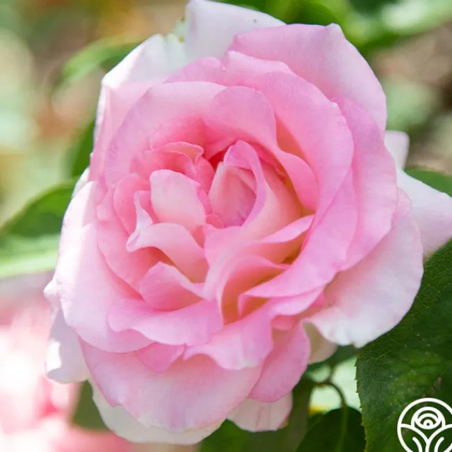 Falling In Love™>Heirloom Roses Best