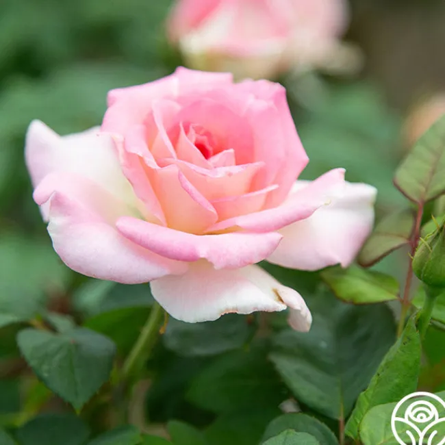 Falling In Love™>Heirloom Roses Best