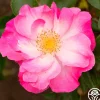Fashion Statement™>Heirloom Roses Sale