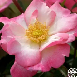 Fashion Statement™>Heirloom Roses Sale