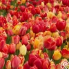 Fire Glow Mix>Heirloom Roses Clearance