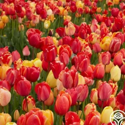 Fire Glow Mix>Heirloom Roses Clearance