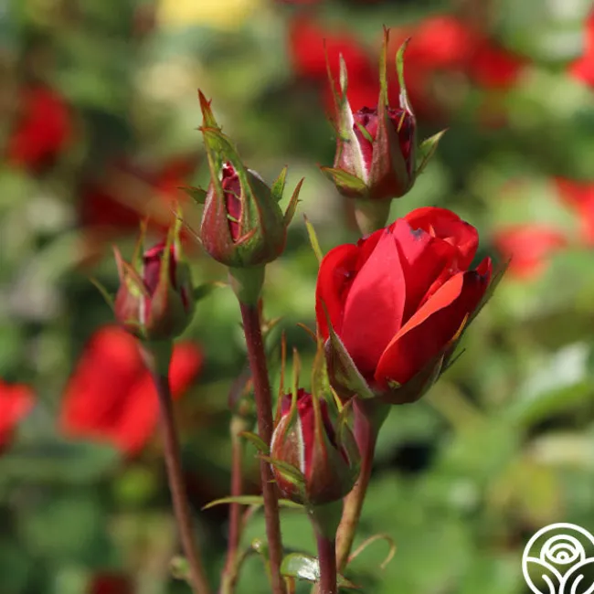 Fire King>Heirloom Roses Online