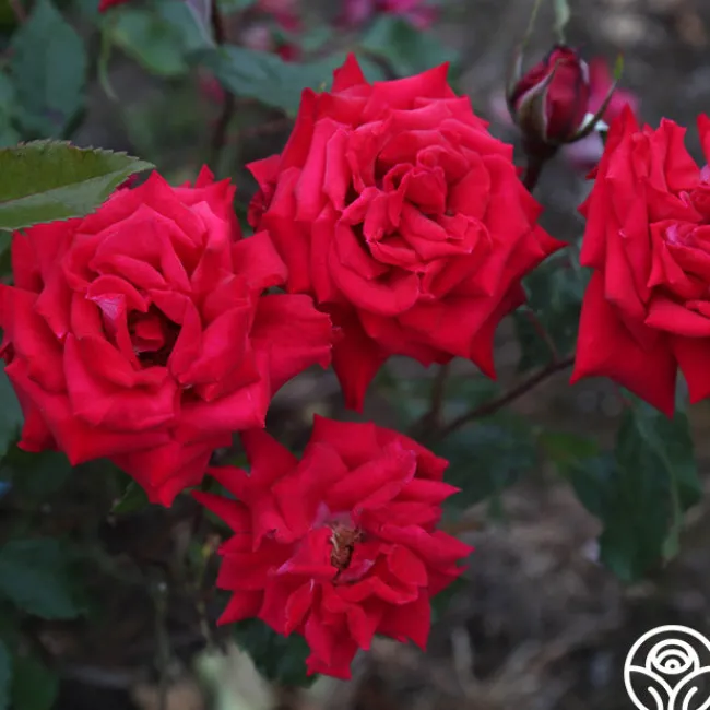 Fire 'N' Ice>Heirloom Roses Discount