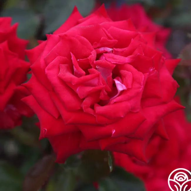Fire 'N' Ice>Heirloom Roses Discount
