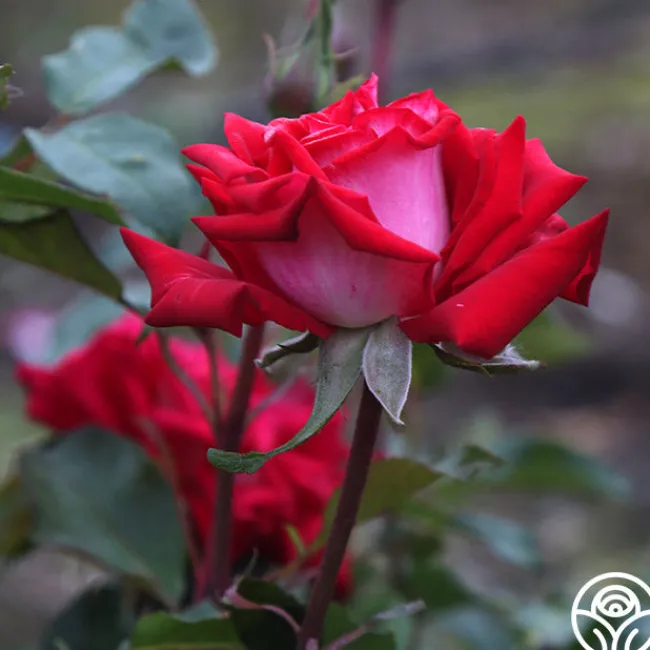 Fire 'N' Ice>Heirloom Roses Discount