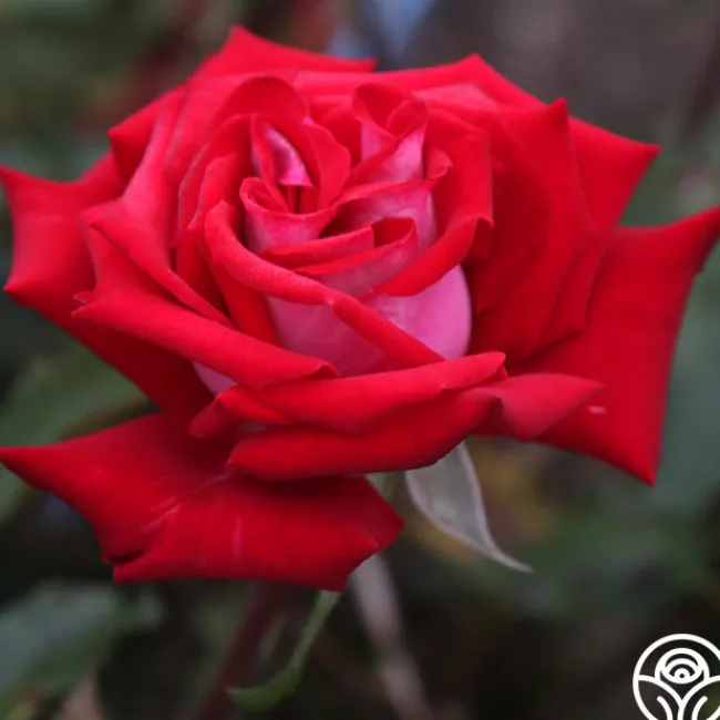 Fire 'N' Ice>Heirloom Roses Discount
