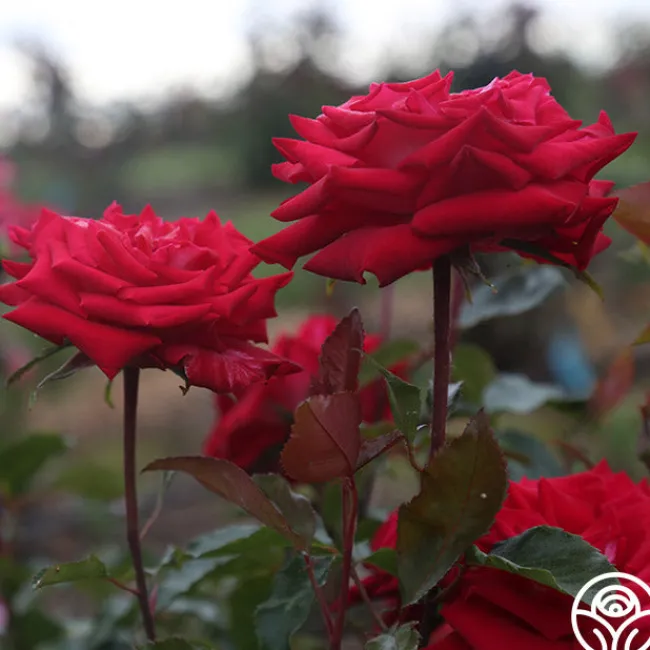 Fire 'N' Ice>Heirloom Roses Discount
