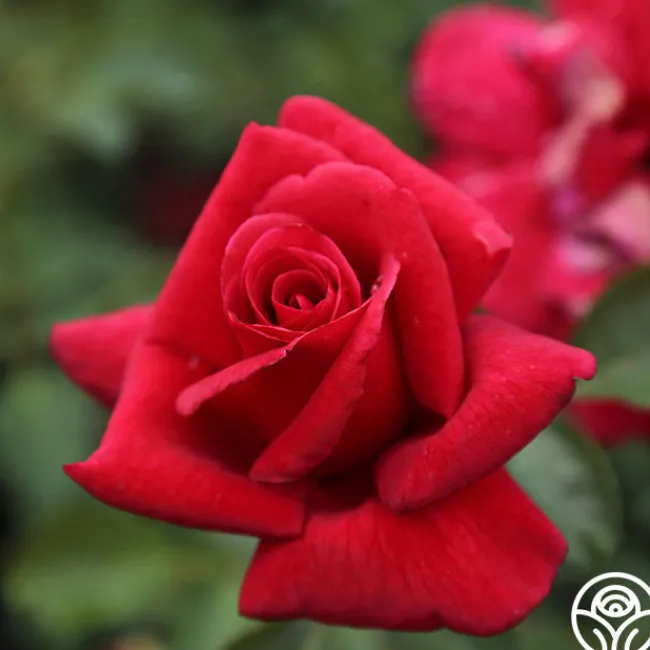 Firefighter®>Heirloom Roses Clearance