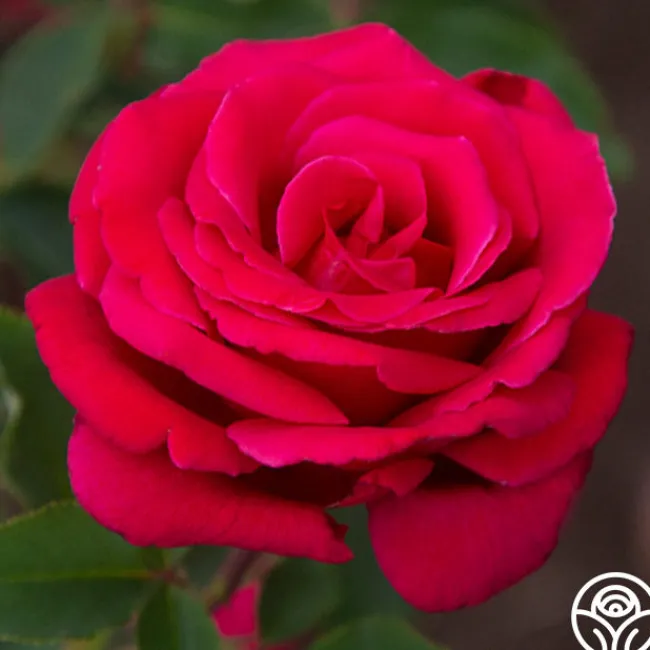 Firefighter®>Heirloom Roses Clearance