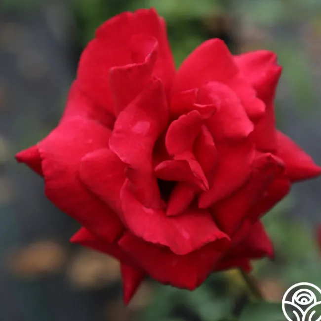 Firefighter®>Heirloom Roses Clearance