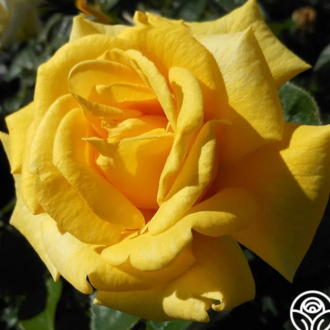 First Impression>Heirloom Roses Sale