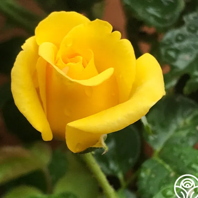 First Impression>Heirloom Roses Sale