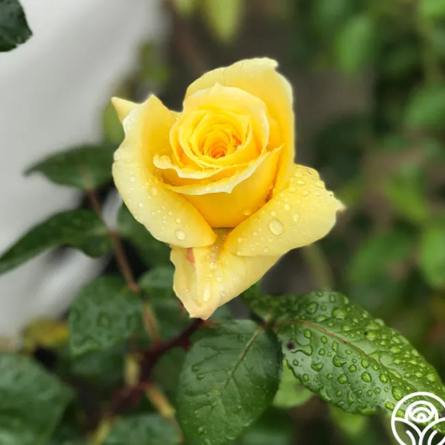 First Impression>Heirloom Roses Sale