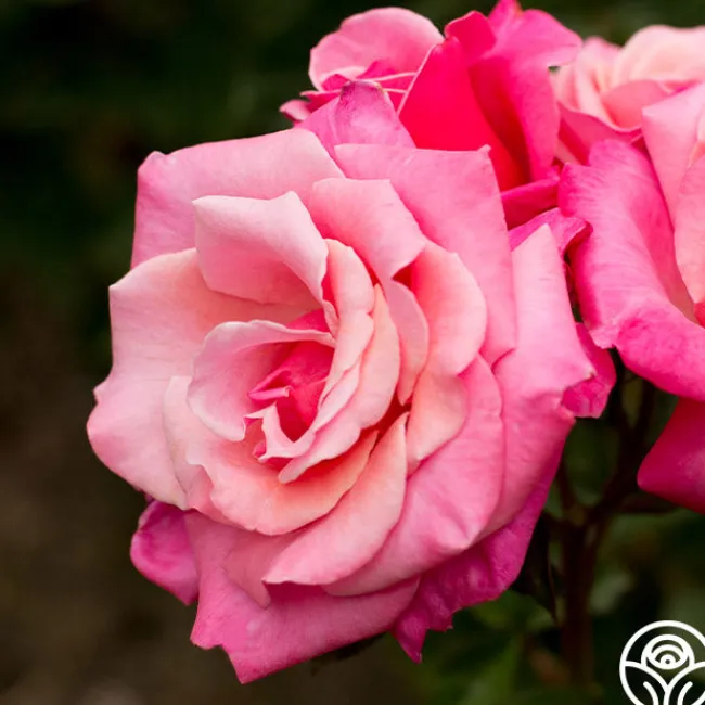 First Prize>Heirloom Roses Discount