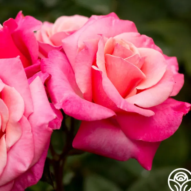 First Prize>Heirloom Roses Discount