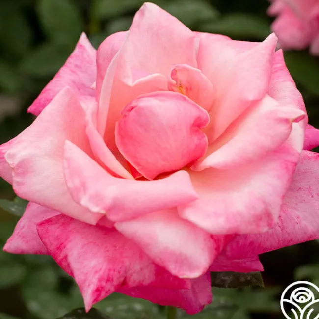 First Prize>Heirloom Roses Discount