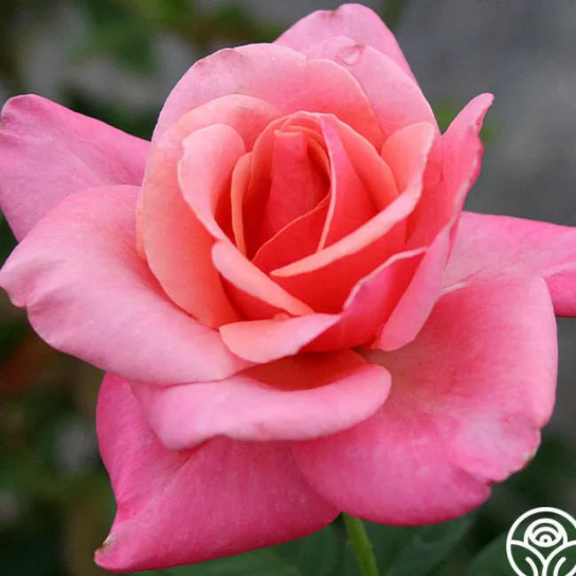 First Prize>Heirloom Roses Discount