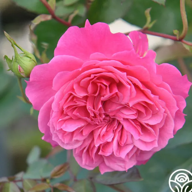 Flamenco Rosita>Heirloom Roses Best