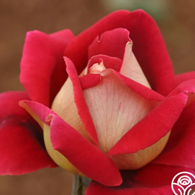 Flaming Peace>Heirloom Roses Discount