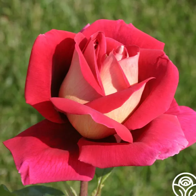 Flaming Peace>Heirloom Roses Discount