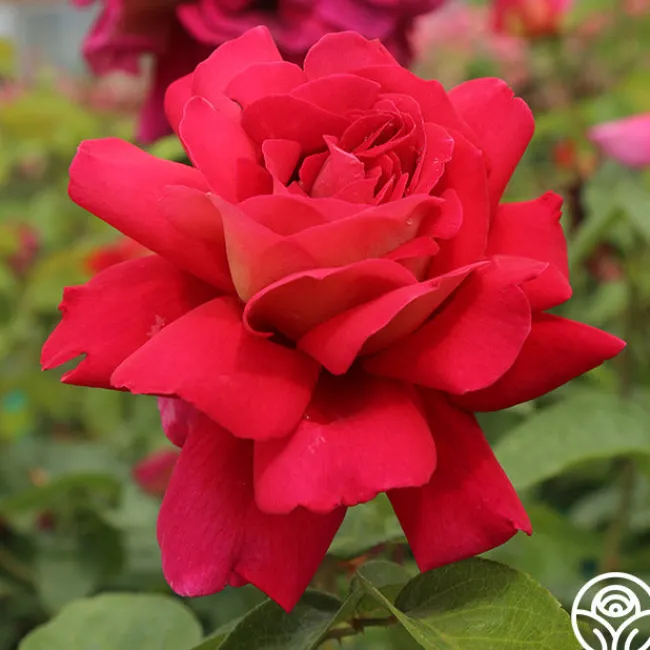 Flaming Peace>Heirloom Roses Discount