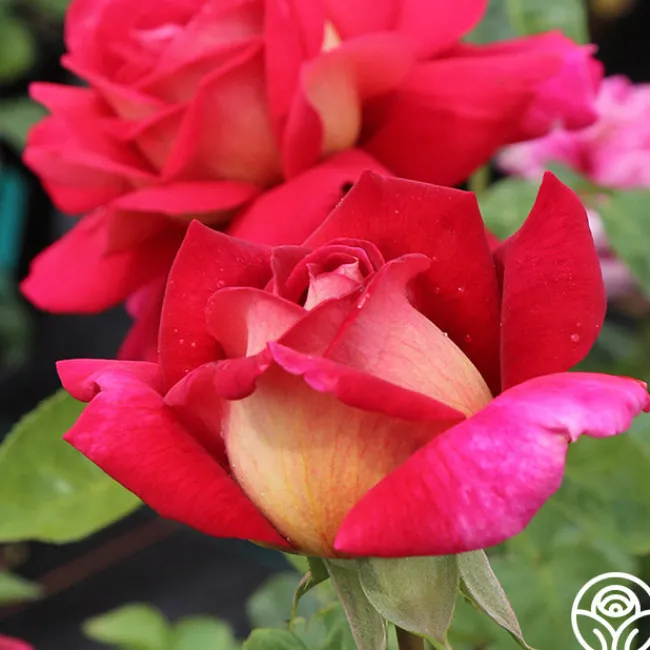 Flaming Peace>Heirloom Roses Discount