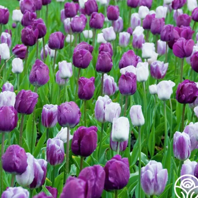 Flaming Purple Mix>Heirloom Roses Outlet